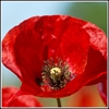 Picture of Poppy Theme 