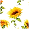 Picture of Sunflower