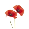 Picture of Lest We Forget Poppy