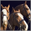 Picture of Four Horses 