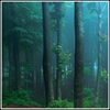Picture of Green Misty Forest