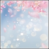 Picture of Floating Cherry Blossom 