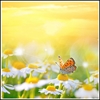 Picture of Golden Daisy Meadow