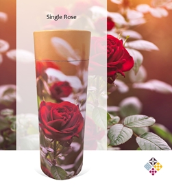 Picture of Single Rose - Tube - 240cu