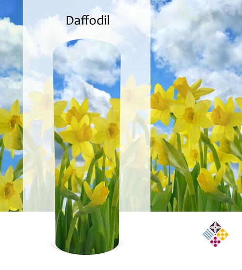 Picture of Daffodil Scatter Tube